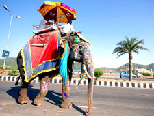 Hotel Website Designer in Jaipur